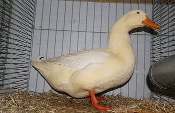 ampek