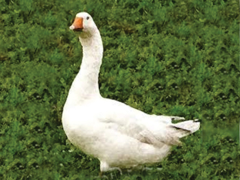armanzas